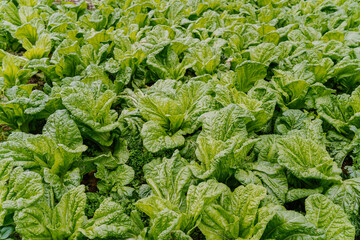 Gardening background with green Salad plants in the open ground. Leaf Lettuce in garden bed, green vegetable background