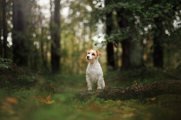 A poised Jack Russell Terrier dog stands attentively on a fallen log in a lush forest