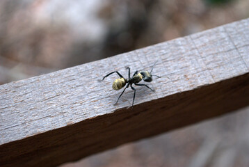 Insectos,grandes,peque&ntilde;os,son los que dominan la Sabana.