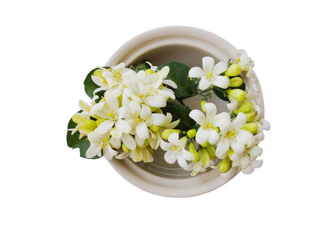 White Murraya paniculata with green leaf in vase isolated on white background with cliping path. Top view. Flat lay.
