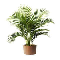 Tropical house parlor parlm plant in modern pot or vase isolated on transparent background
