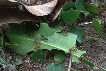 Insectos,grandes,pequeños,son los que dominan la Sabana.