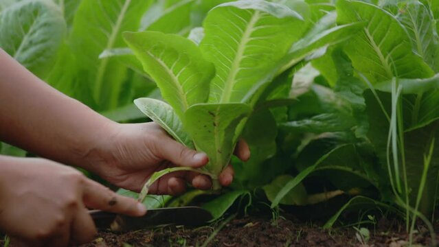 Gardener harvesting a Cos salad in organic farm. Salad harvesting.