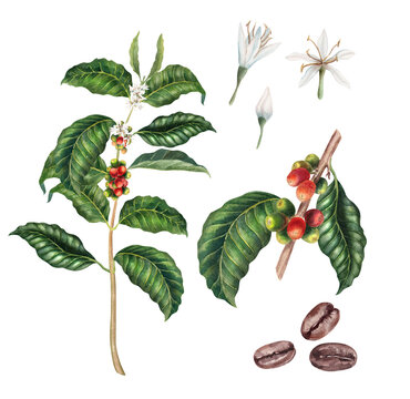 Coffee plant, watercolor, beans, leaves and flowers, hand drawn illustrations