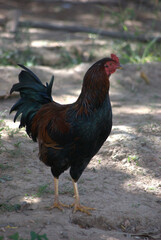 El gallo,la gallina todos se pasean por la Gran Sabana.