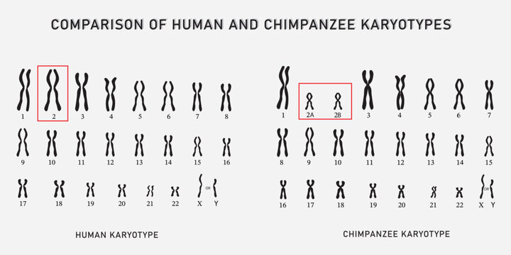 Comparison between human and chimpanzee karyotypes isolated on background. 