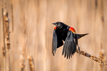 Redwing Blackbird