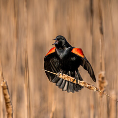 Redwing Blackbird
