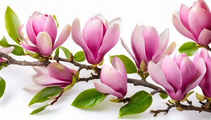Pink spring magnolia flower branches isolate on a white background 