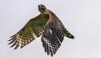 Florida red shouldered hawk, red shoulder hawk
