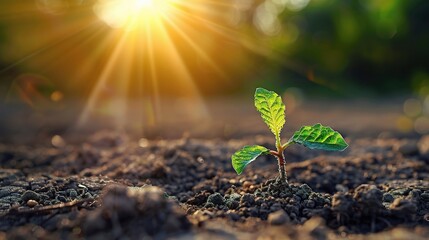 Young plant growing on dry soil with green background under the sunlight. Earth day concept