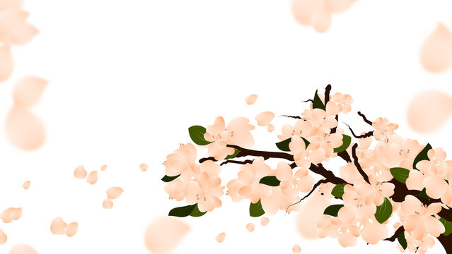 Spring sakura branch wallpaper, cherry blossom falling petals background