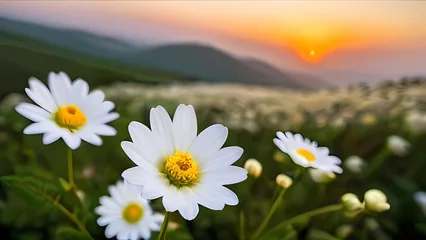 Keuken spatwand met foto daisies in the mountains © ehtasham