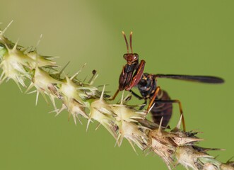 mantis fly insect, mantis bug, fauna, biting fly, false mantis