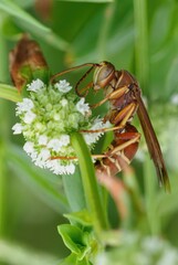 mantis fly insect, mantis bug, fauna, biting fly, false mantis
