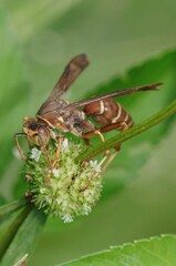mantis fly insect, mantis bug, fauna, biting fly, false mantis