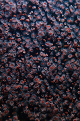 Schöne Seepflanzen im Haus des Meeres in Wien., einer bemerkenswerten Einrichtung, die eine Vielzahl von Meeresbewohnern beherbergt.