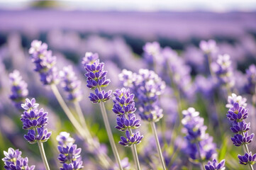 Obraz premium A close-up of a lavender plant with purple flowers and green stems. ai generative
