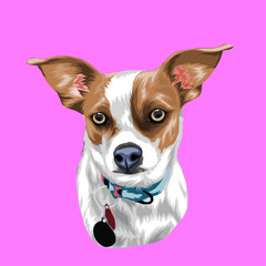 chihuahua puppy with ribbon