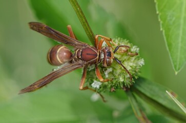 mantis fly insect, mantis bug, fauna, biting fly, false mantis