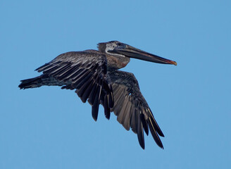 pelican in flight