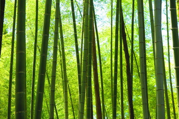 緑々しい竹林の風景1