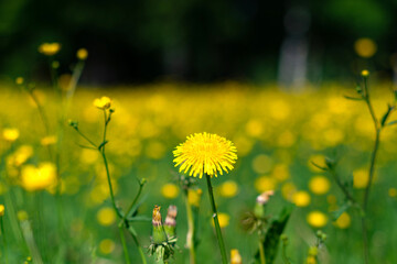 A blooming dandelion in a spring park.