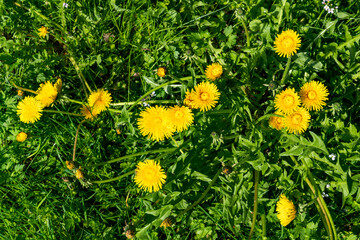 A blooming dandelion in a spring park.