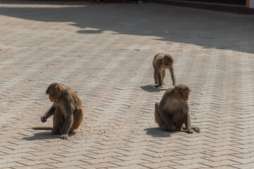 Monkeys eating the thrown corns at Buddha Park, Swayambhunath, Kathmandu, Nepal