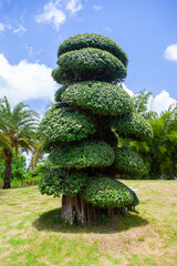 A very beautiful bonsai tree, a natural decoration in an open garden.