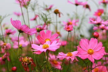 Cosmos flowers bloom in the garden during the rainy season.