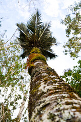 Fototapeta premium Nikau palm tree with moss and lichen on the trunk