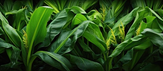 A close-up view of a cluster of lush green plants featuring ripe ears of corn surrounded by vibrant green leaves.