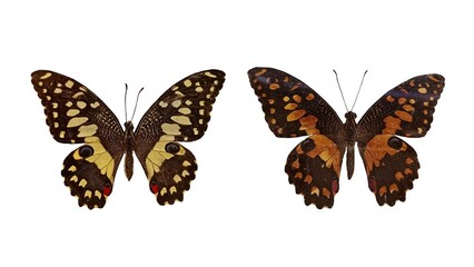Naklejka premium butterfly isolated on white