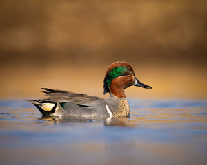 Drake Green- winged teal - Anas carolinensis - floating on pond in evening sunlight 