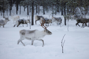 Reindeer in the forrest of  northern Finland in Lapland above the arctic circle, in deep winter and snowing 