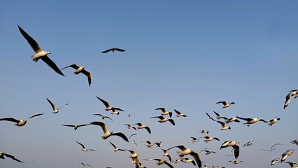 flock of seagulls