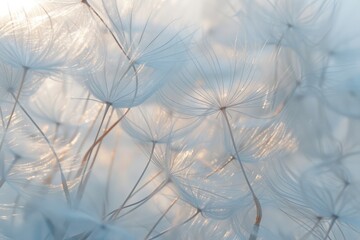 Dandelion seeds blowing in the wind.