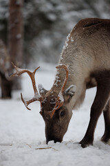 Reindeer in the forrest of  northern Finland in Lapland above the arctic circle, in deep winter and...