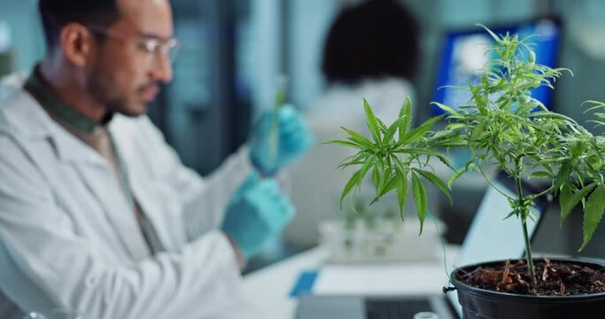 Scientist, people and cannabis research, marijuana analysis or weed for medicine solution, data collection or healthcare. Medical expert or man with natural CBD, plants growth or laboratory test tube