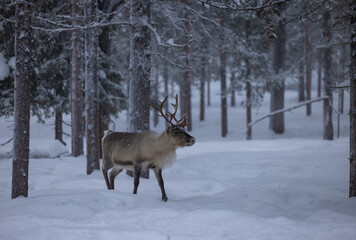 Reindeer in the forrest of  northern Finland in Lapland above the arctic circle, in deep winter and snowing 