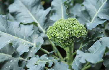 green fresh broccoli on tree in farm for healthy eating. organic vegetable for living life.