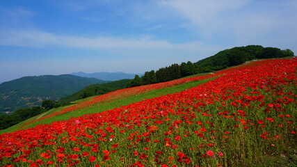 天空のポピー