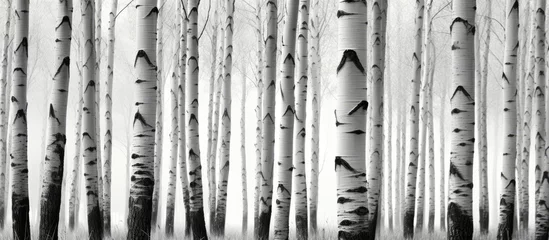 Foto op Plexiglas A black and white photo capturing the ethereal beauty of majestic birch trees standing tall in a serene grove. The stark contrast of light and shadow adds a sense of drama to the scene. © AkuAku