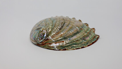 View of the outside part of a polished abalone shell.