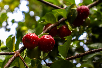 Detail of green Barbados cherries or acerola fruits (Malpighia glabra Linn) wet by rainwater on a tree in Brazil