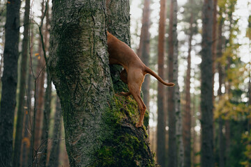 A Viszla dog climbs a tree, displaying a unique combination of agility and curiosity in a dense forest environment. 