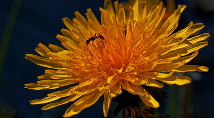 An ant exploring dandelions in the summer sunshine