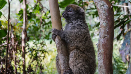 A cute little bamboo lemur Hapalemur griseus  is sitting on a tree with its paws wrapped around the trunk. Fluffy fur, shiny eyes. Madagascar. Vakona Forest Reserve