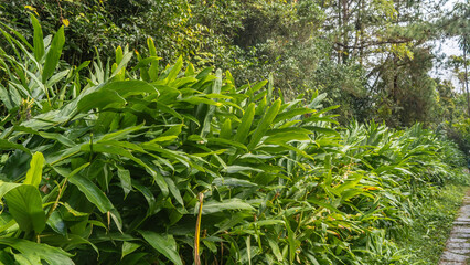 Thickets of lush tropical vegetation - green grass, bushes, trees grow along a paved path in the rainforest. Madagascar. Vakona Forest Reserve